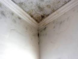 Mold Remediation for Rental Properties in Whitehouse, OH